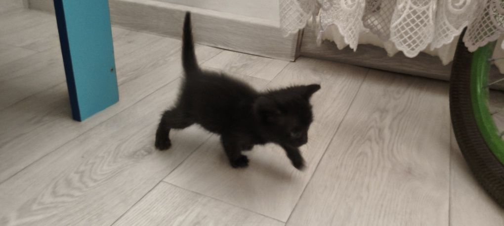 Отдам в добрые руки котенок мальчик к лотку приучен