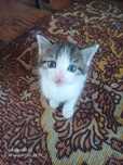 Котенок. Отдам в хорошие руки. К лотку приучин