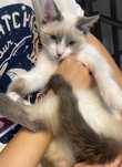 Котенок 4,5 месяцев