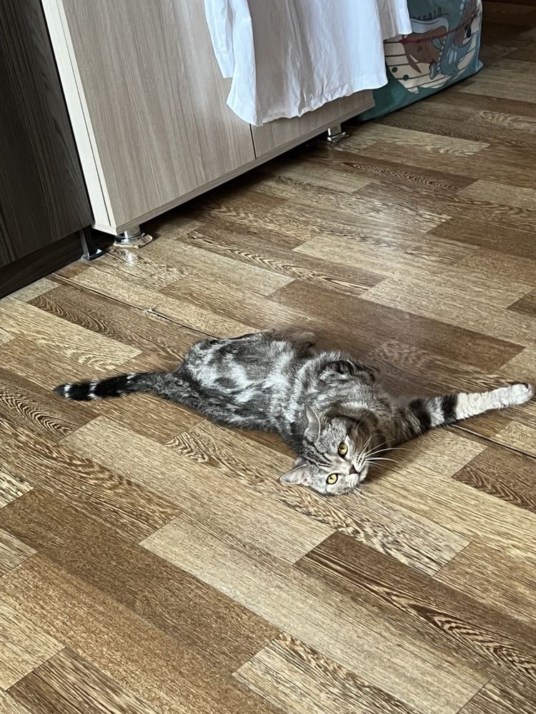 Отдам в добрые руки кошку