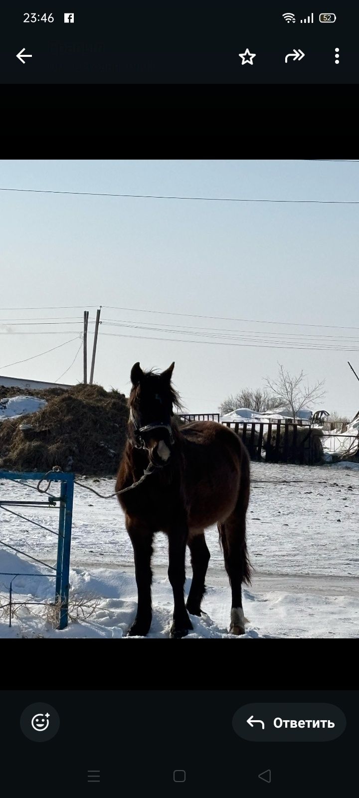 Продам жеребца ,,