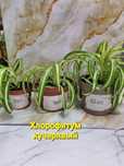 Продам комнатные цветы