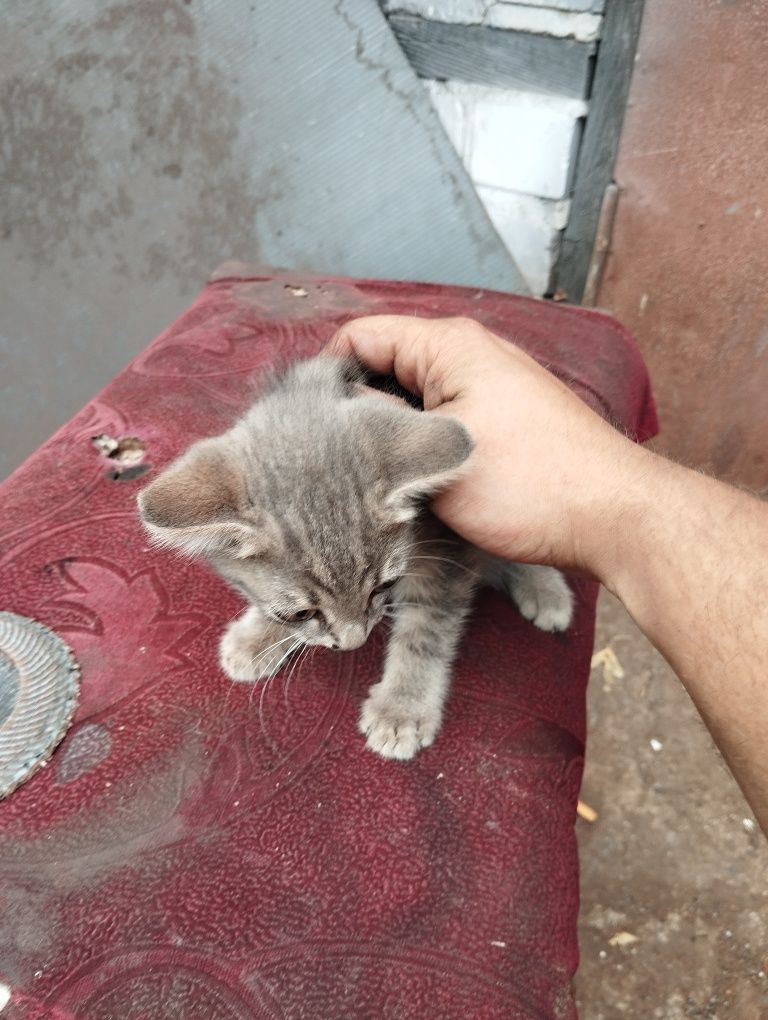 Отдам в добрые руки