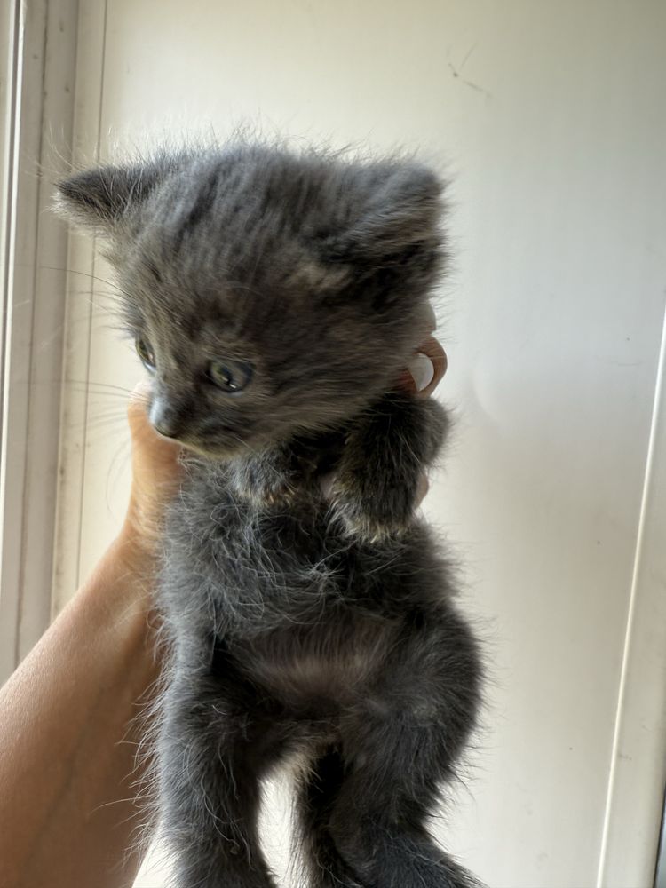 Отдам котят бесплатно