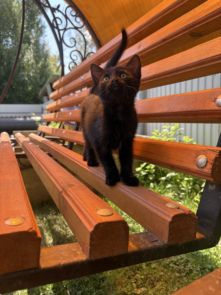 Отдам в добрые руки