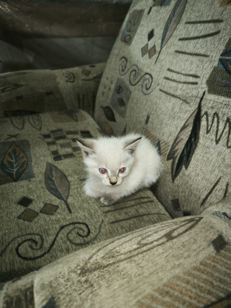 Отдам котят в хорошие руки