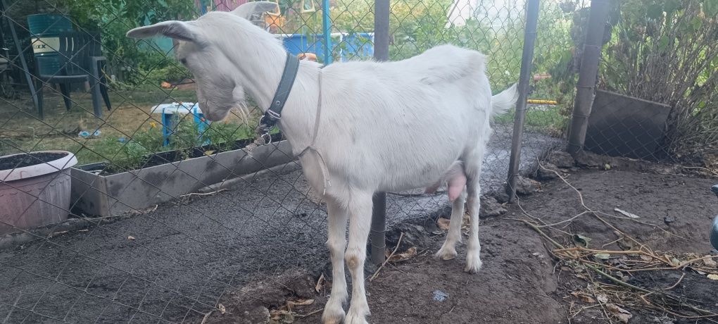 Продам Козу дойную .