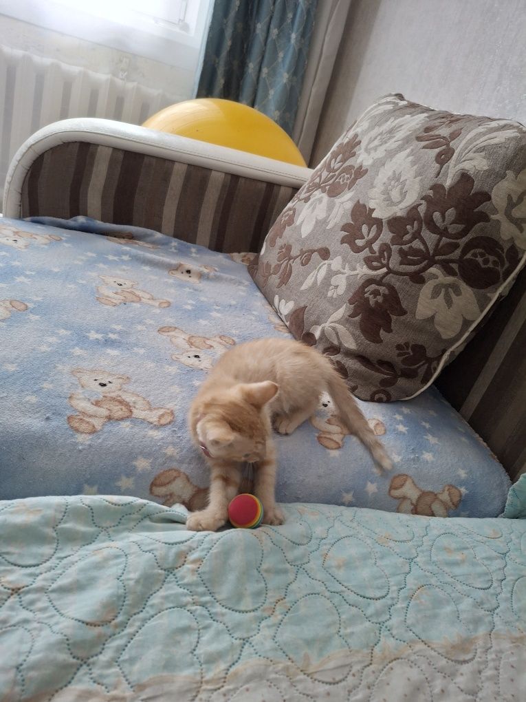 Отдам котенка в добрые руки БЕСПЛАТНО