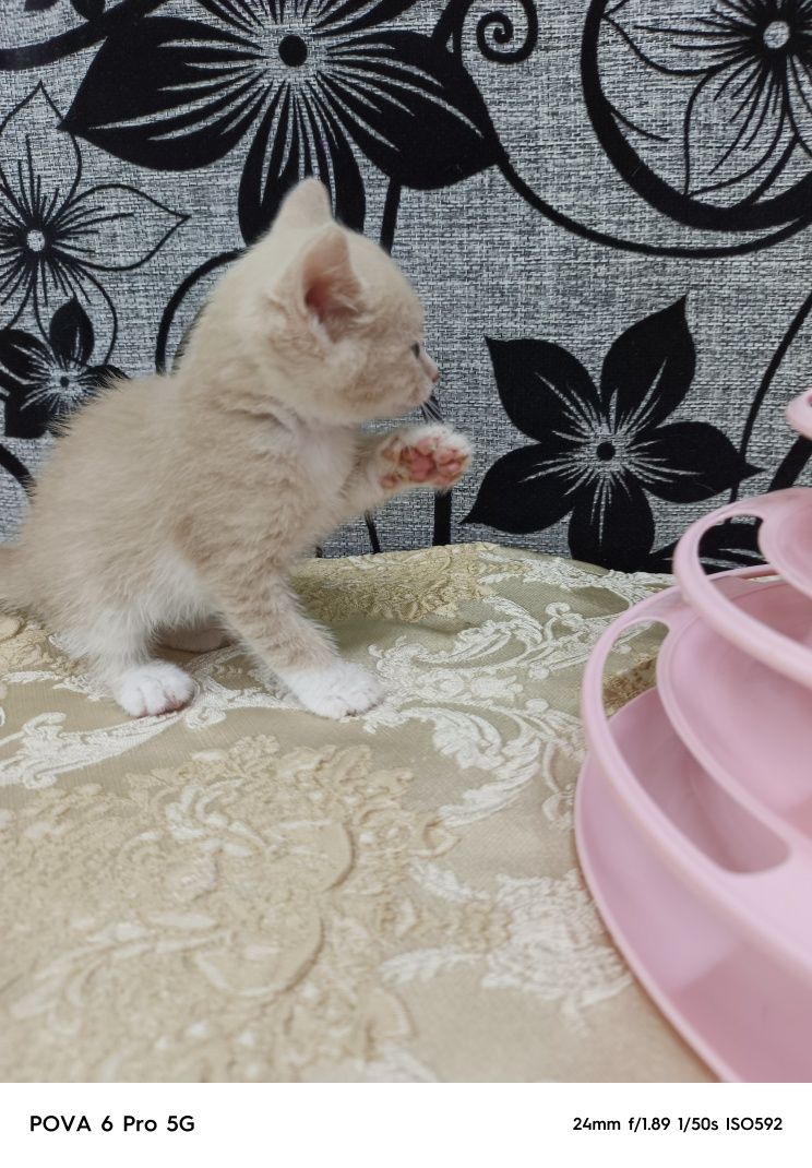 Отдам красивых котят!