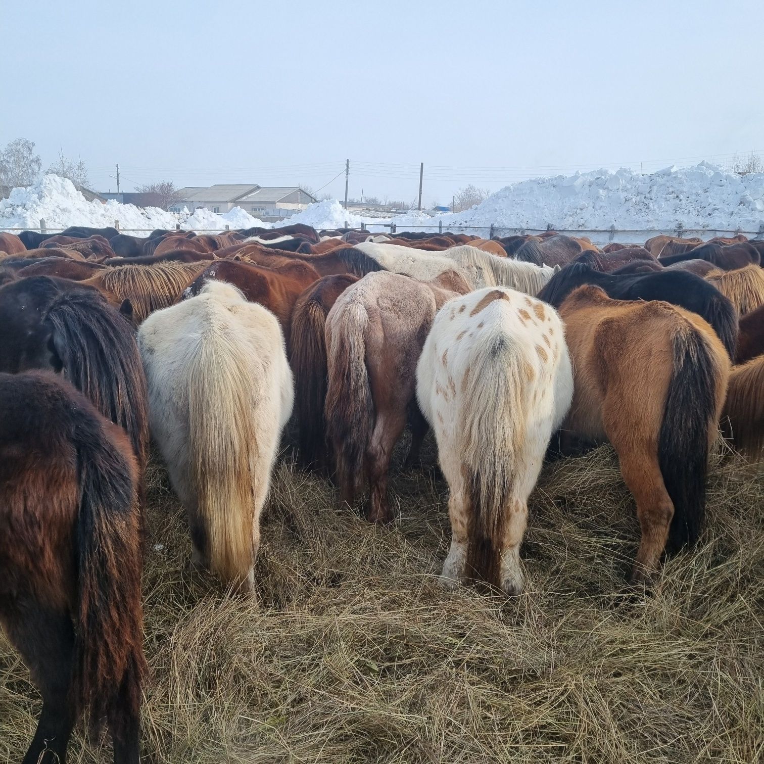 Продам кобыл на развод