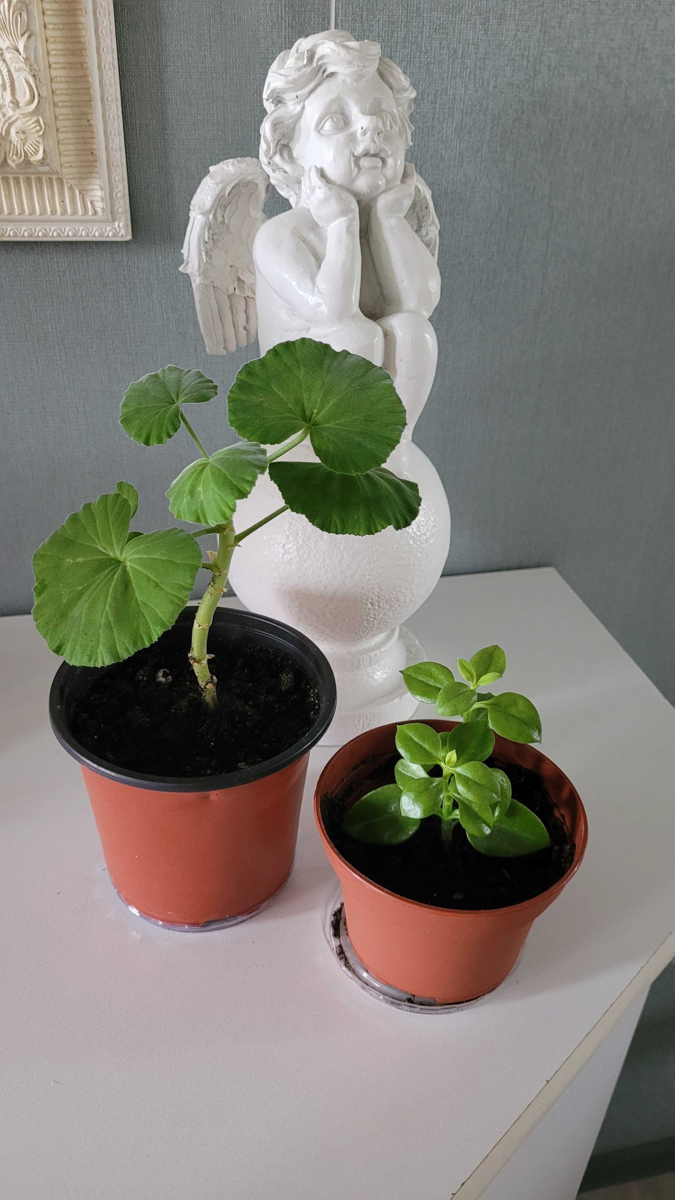 Продам герань,юкка,рео,кактус