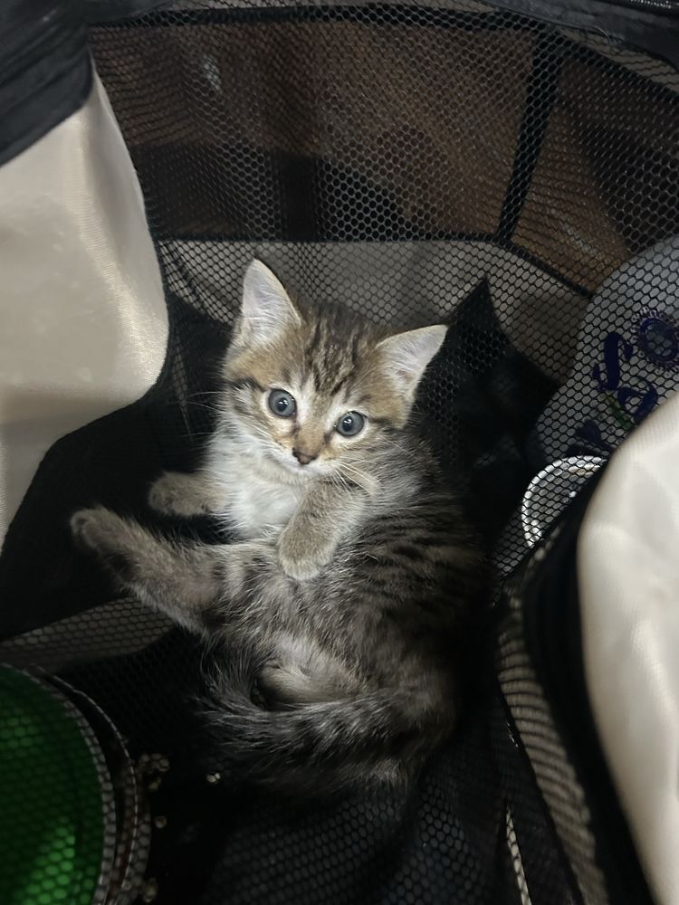 Отдам котят в добрые руки)