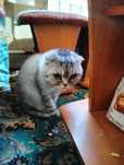 Отдам кота в хорошие руки.