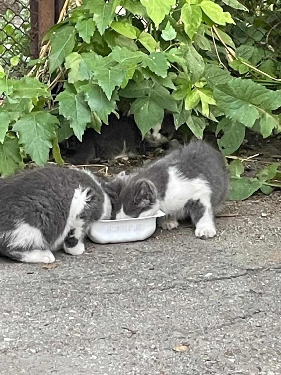 Отдам котенка в хорошие руки