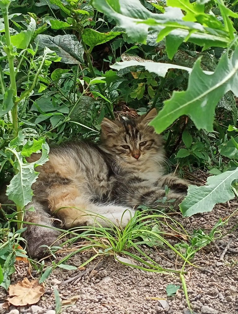 Котята бесплатно в хорошие руки.