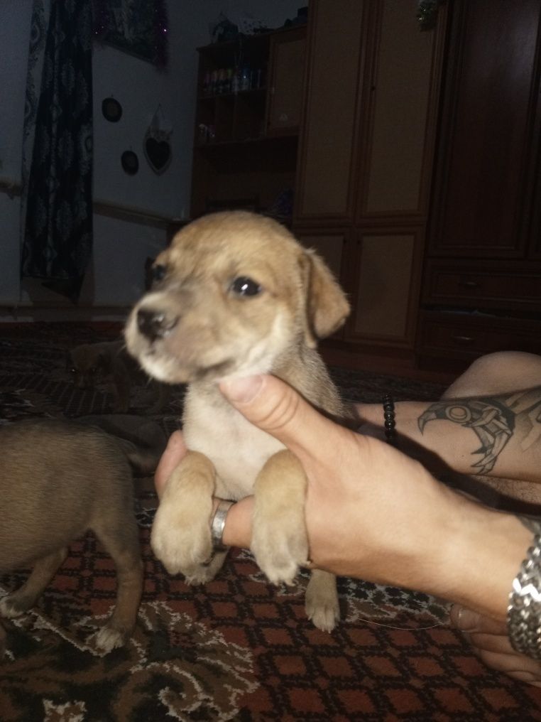 Продаются щенки питбуль тырьера