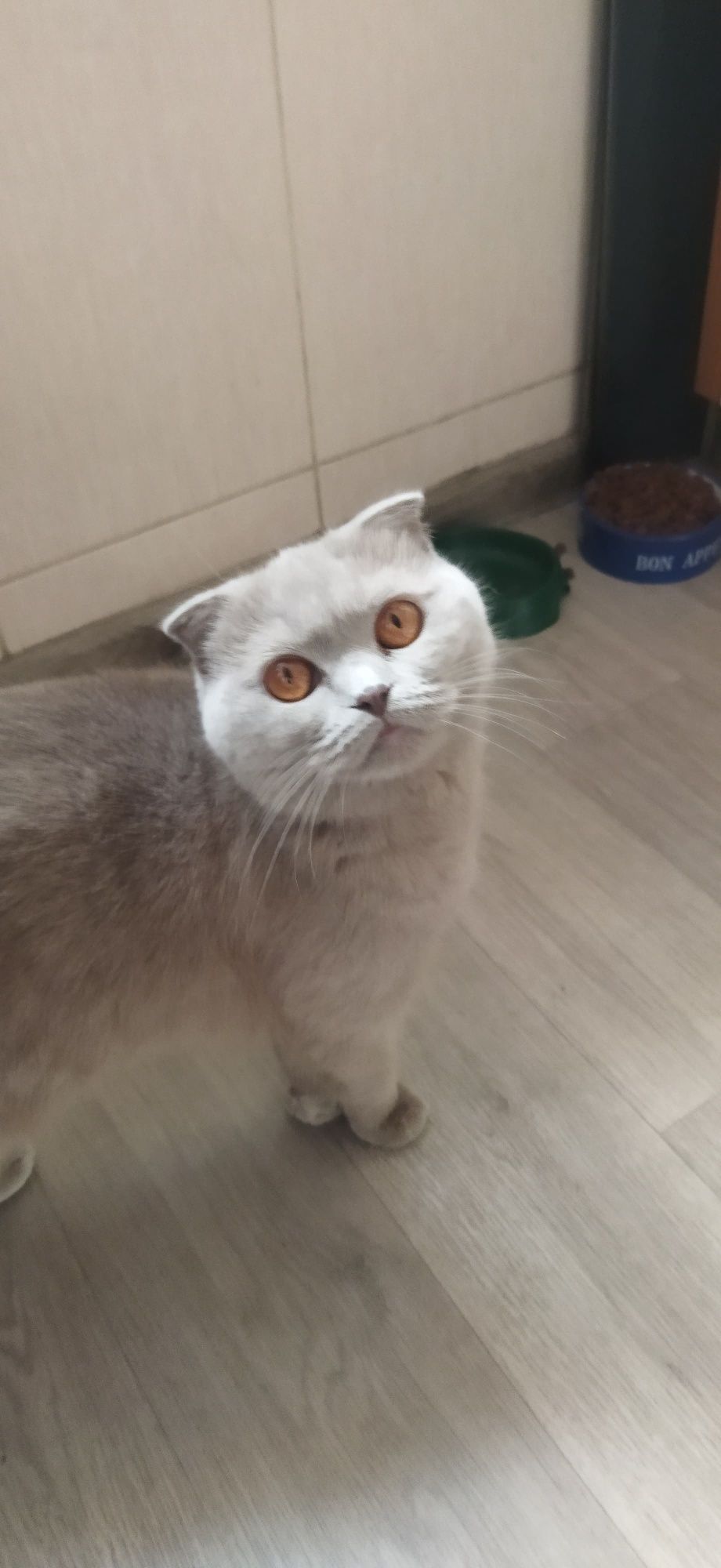 Шотландская вислоухая кошка