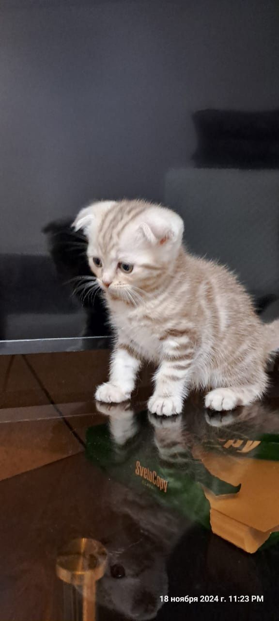 Вязка. Кот. Скоттиш фолд.