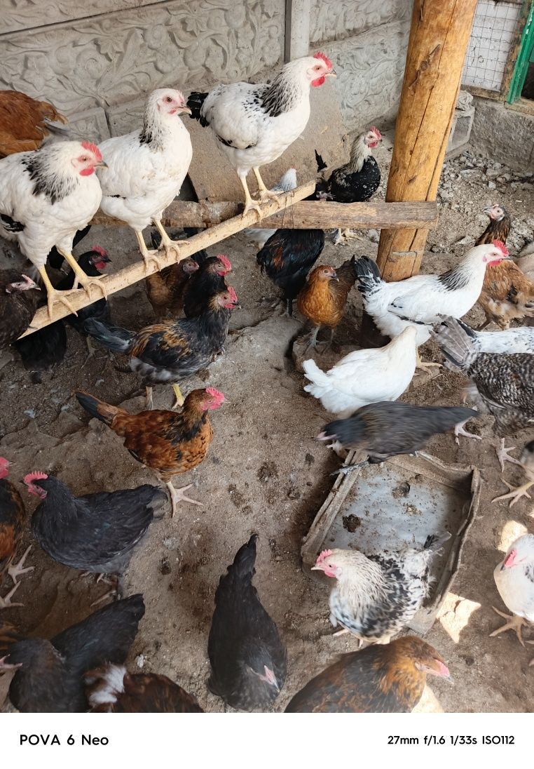 Петушки молодняк срочно продам. Цена смешная. Берите быстрее