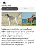 Собака Тазы или Казахская борзая