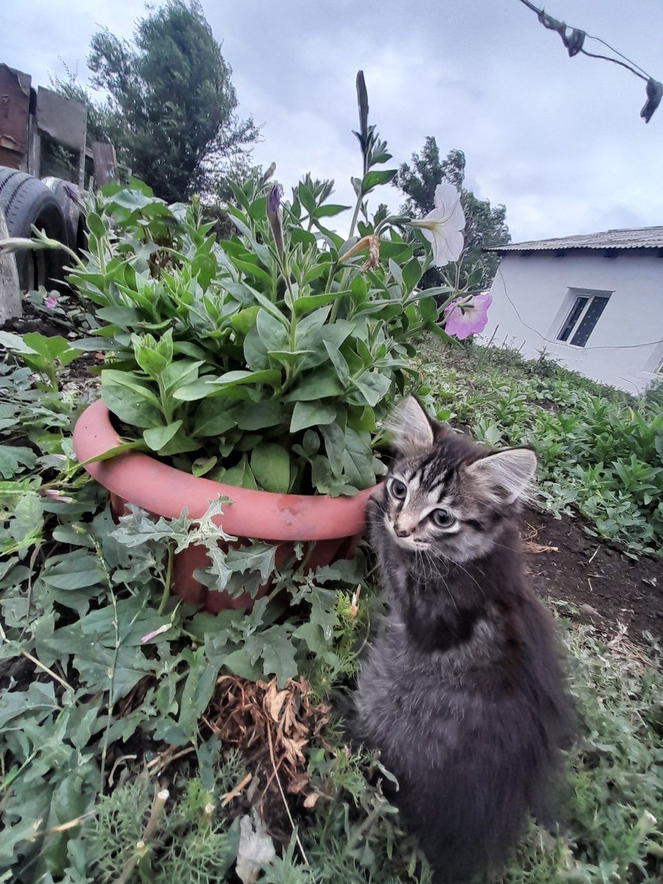 Отдаю котят в добрые руки, Девочки
