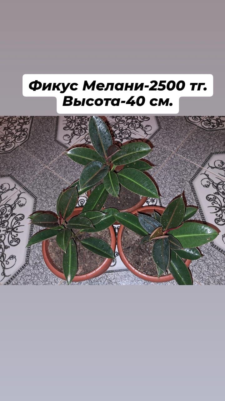 Домашние цветы Мырзакент
