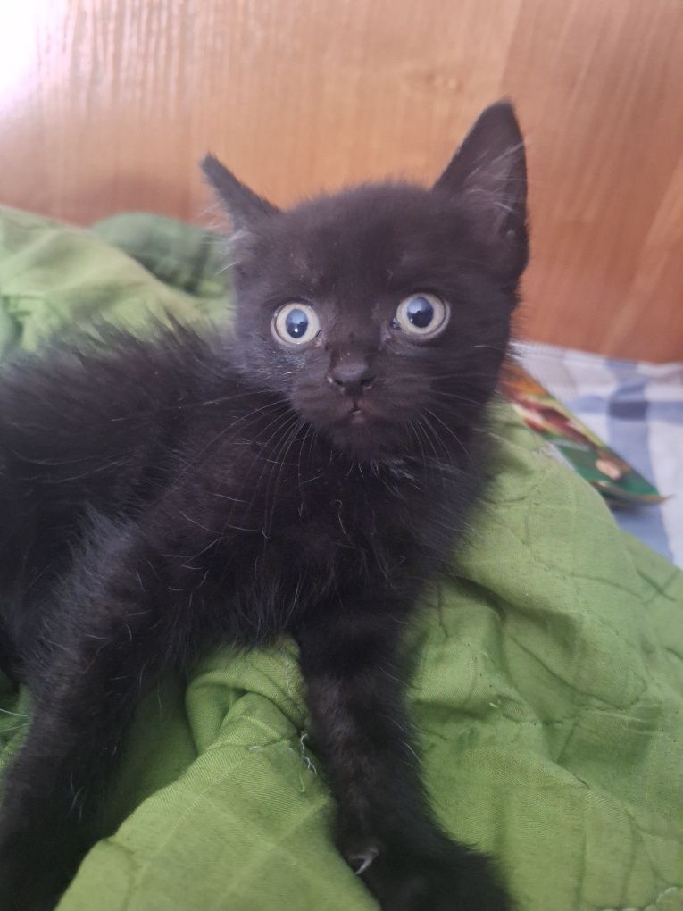 отдам котят в хорошие руки