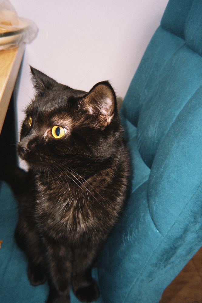 вынуждены отдать кота в хорошие руки