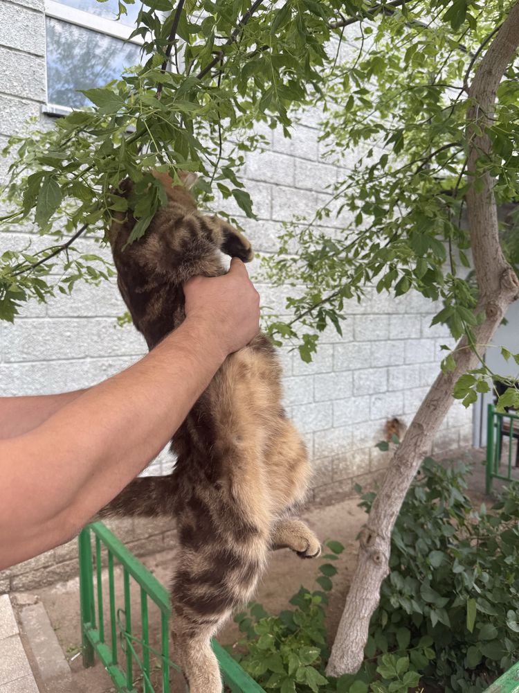 Очень красивый кот ищет хозяина
