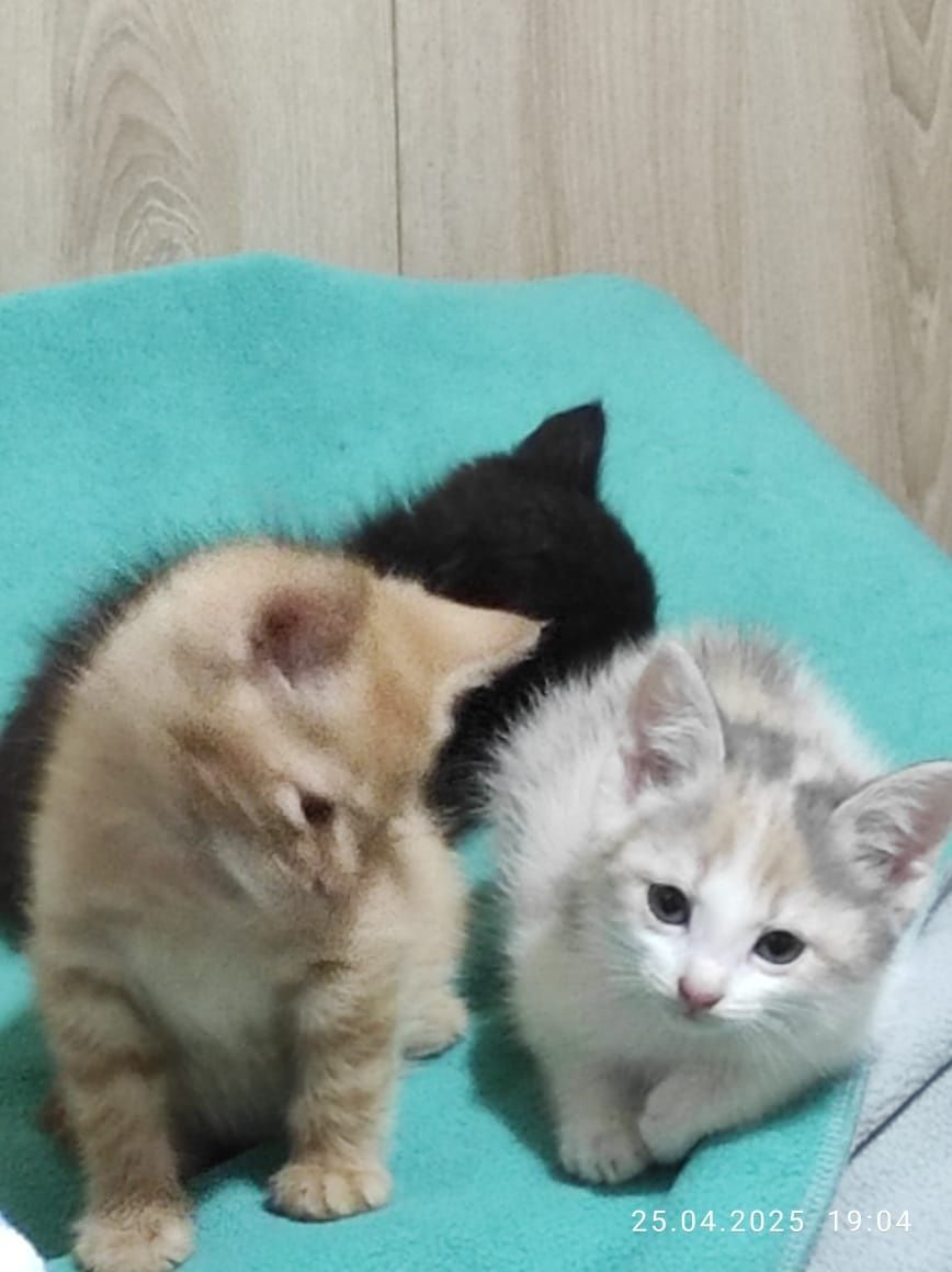 Малыши в добрые руки