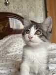 Котенок ищет дом