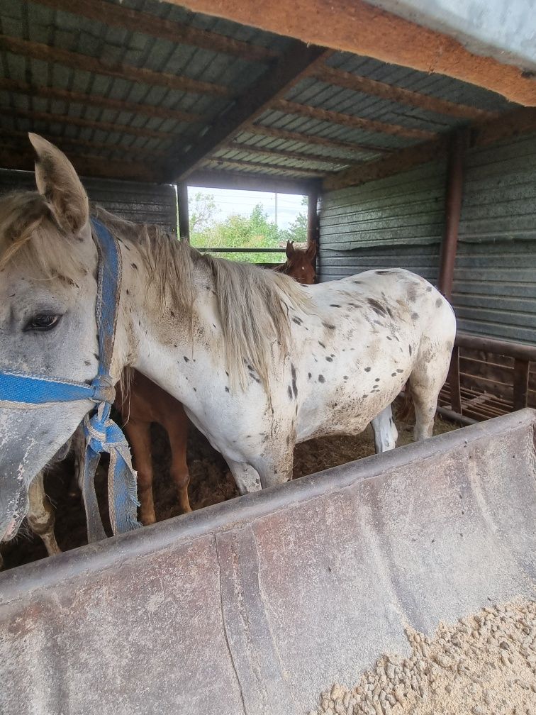 Продам обученого жеребчика