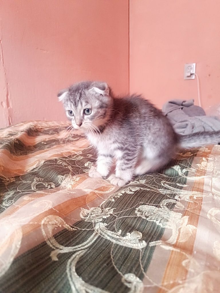 Продам котят , мальчики