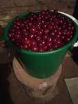 Вишню 5 литров продам