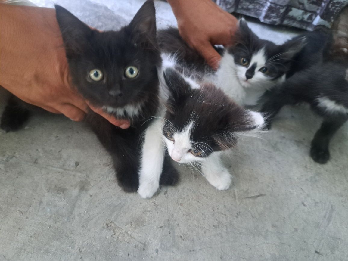 Котята ищат дом!