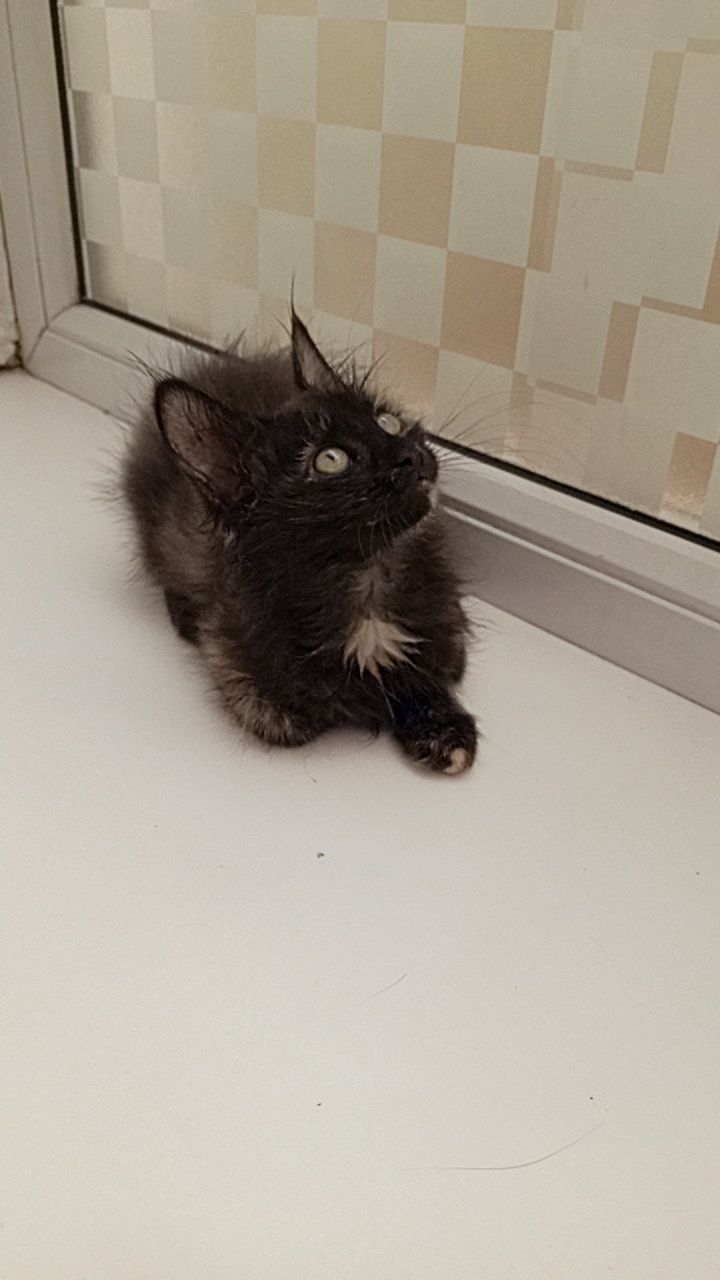 Продаётся Мейнкун Котёнок Девочка Чёрная Черепашка!