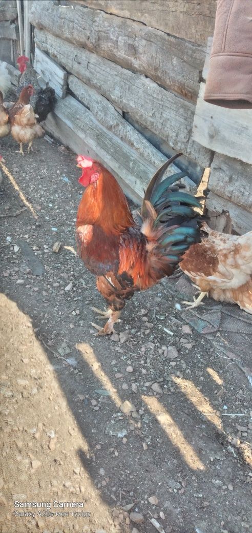 Домашный куры продам