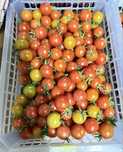 Продам домашние помидоры «Черри»