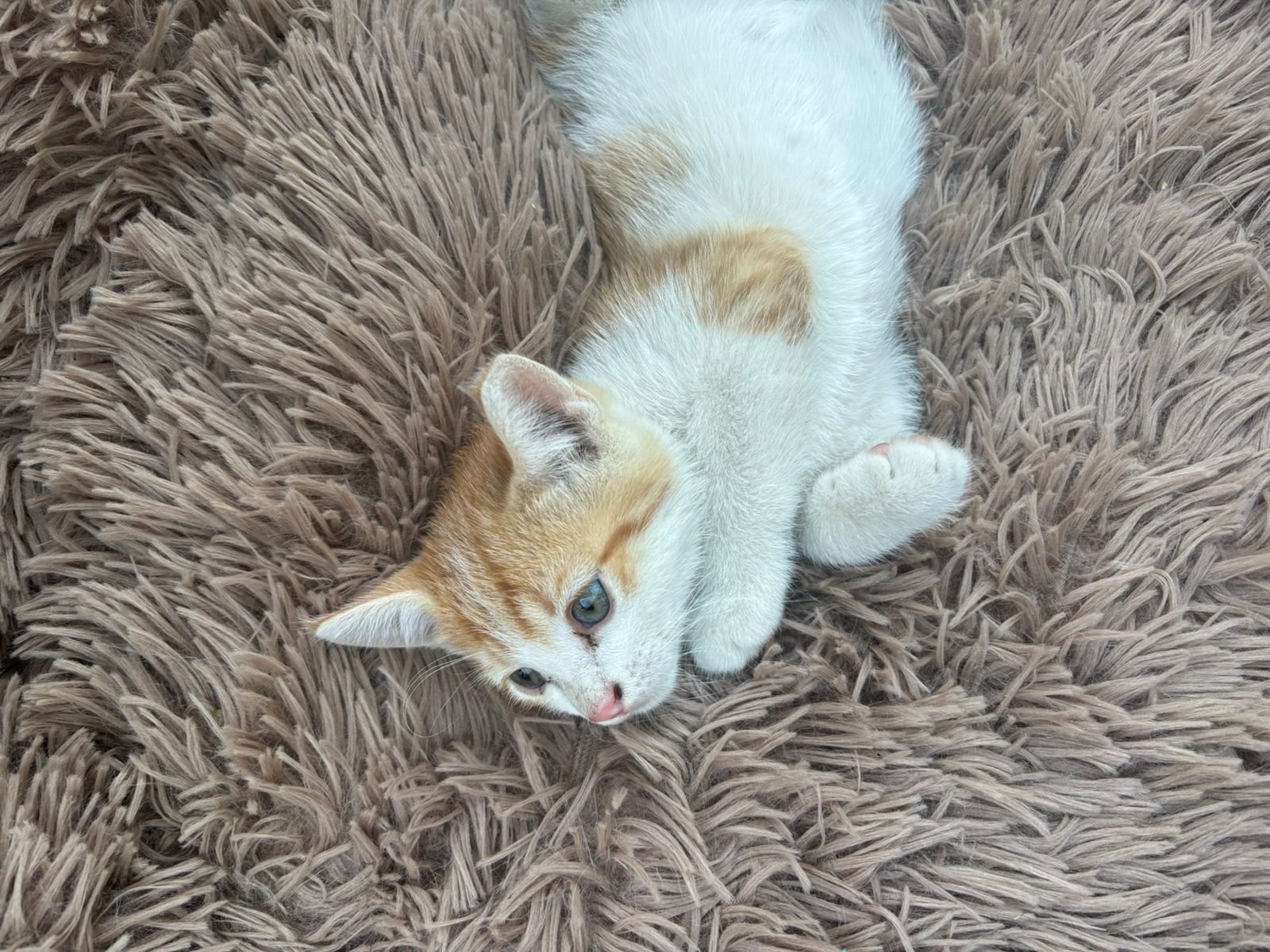 Котята домашние 2 месячные