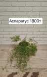 Продам аспарагус и другии цветы