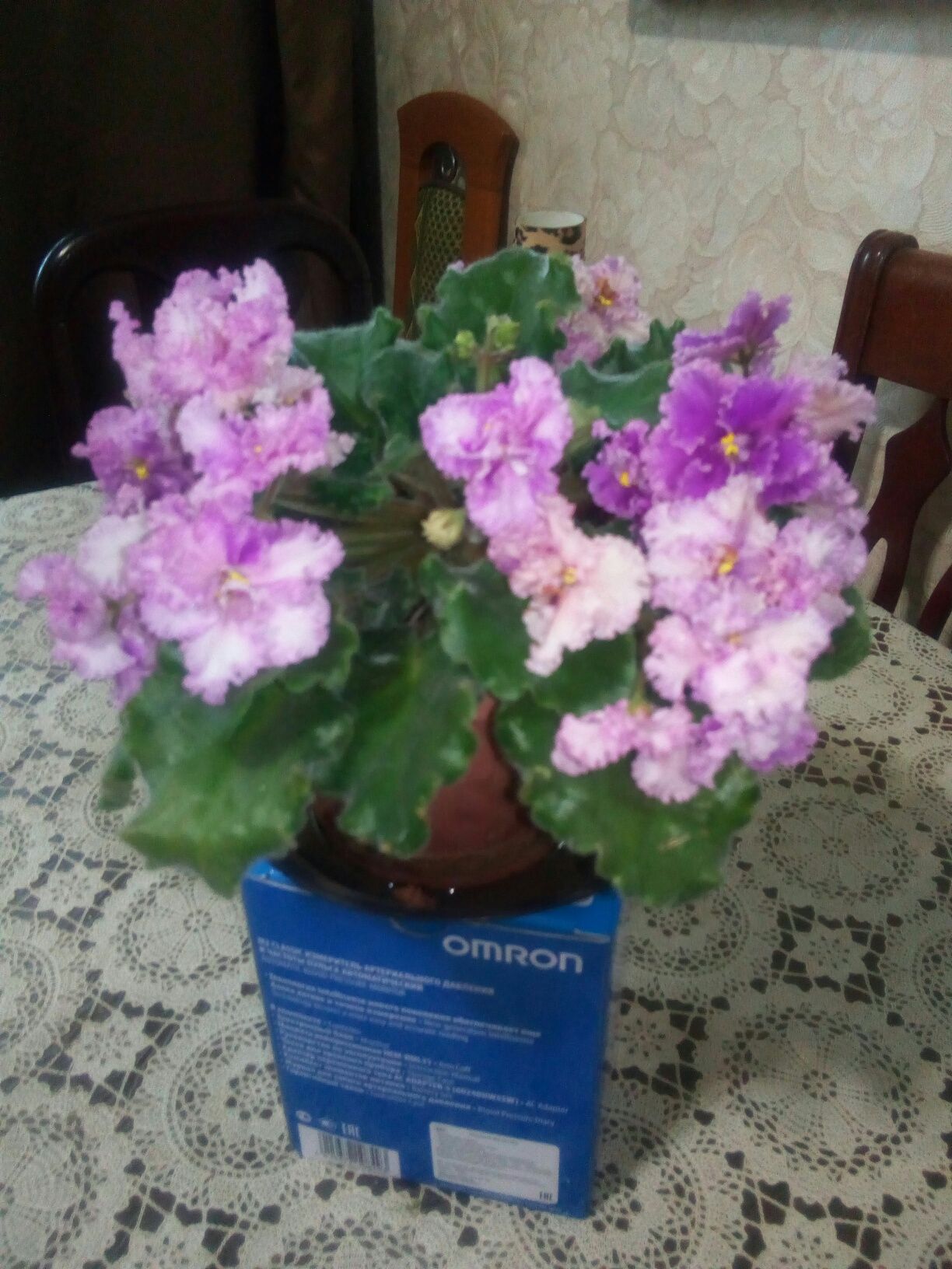 Цветок женское счастье Фиалки куддрявые... гор.Алматы.