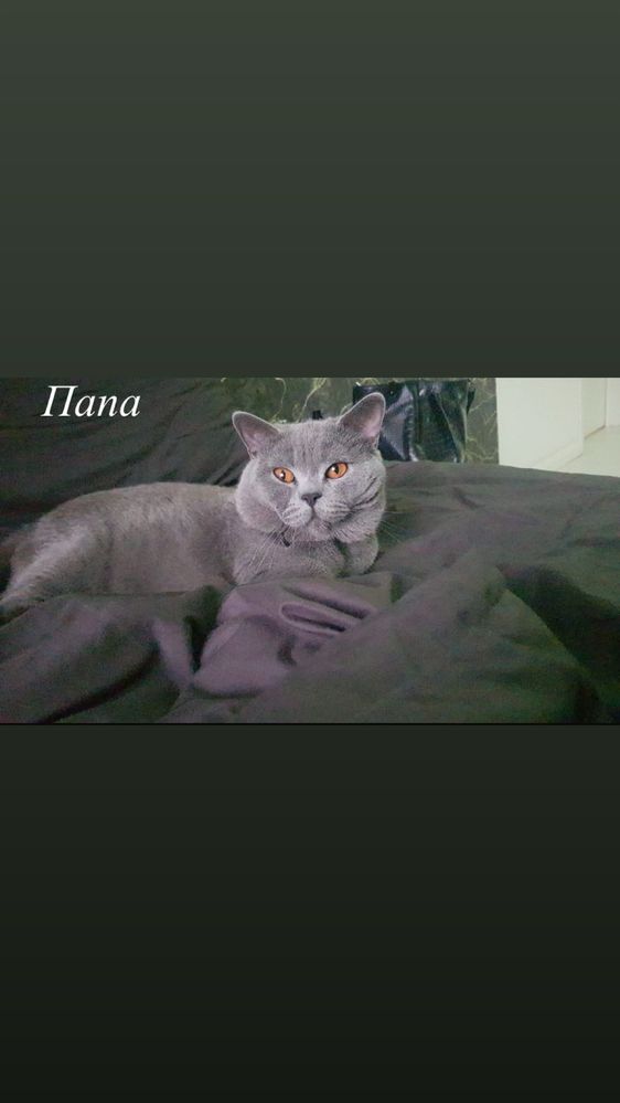 Шотландский вислоухий котята