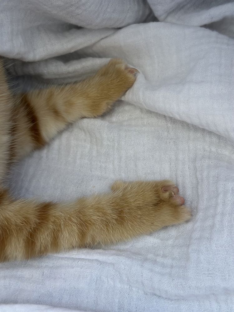 Котенки мальчики, 2 послушных красавца