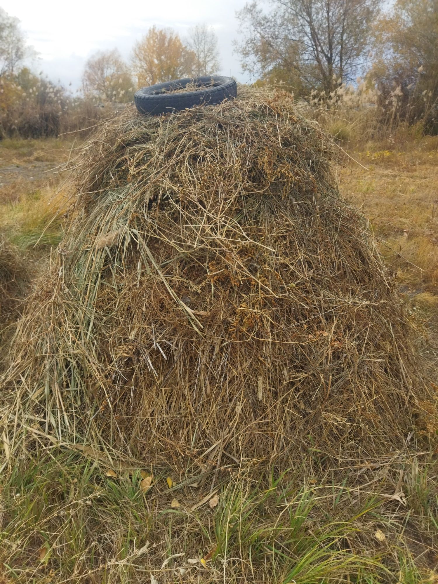 Свежее сено для скота