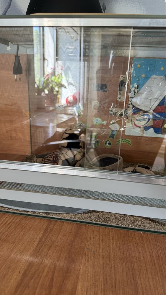 Ящереца геккон годик
