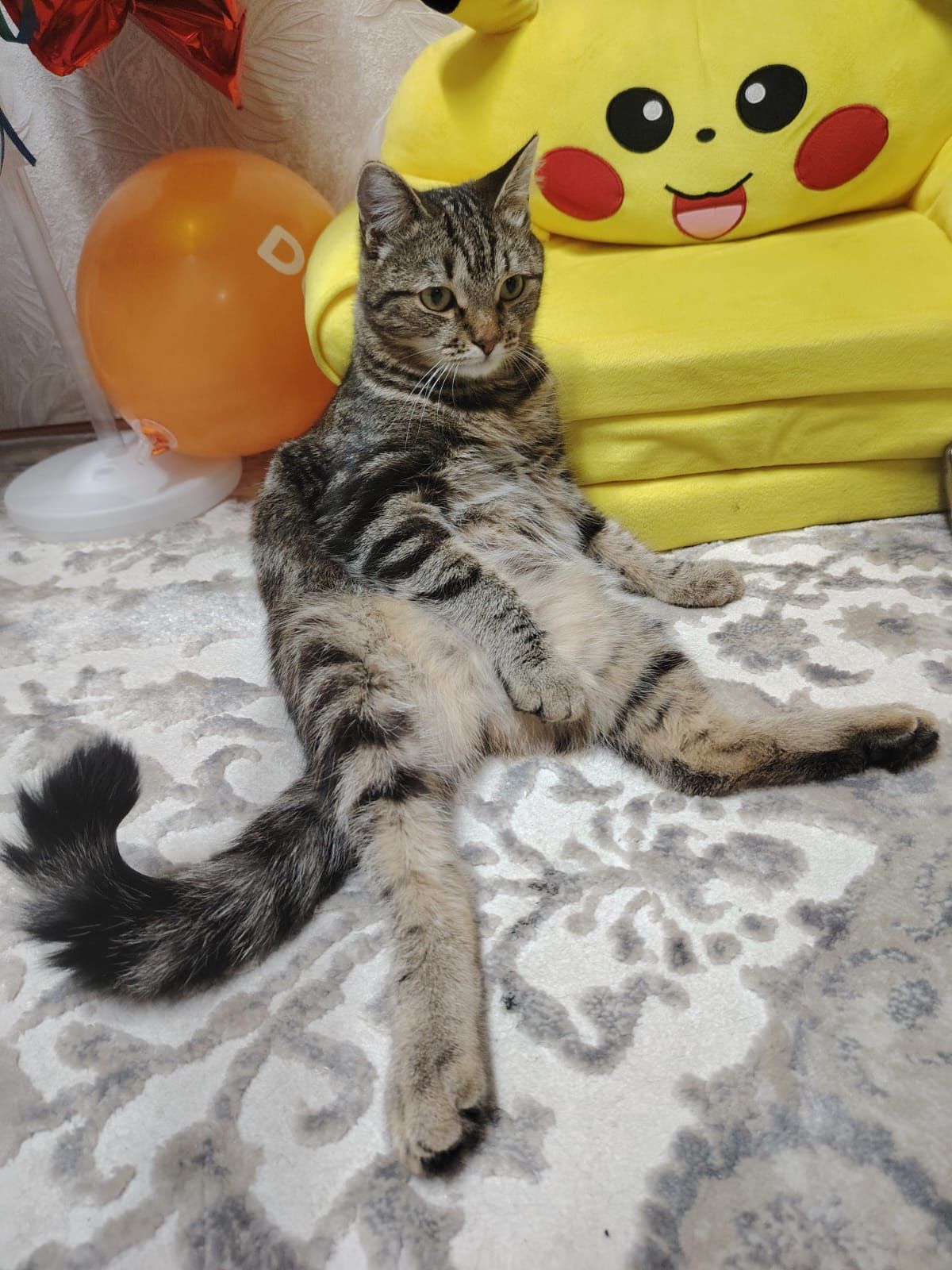 Отдам в хорошие руки кототёнка две девочки