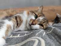Ищем дом красивейшей кошке