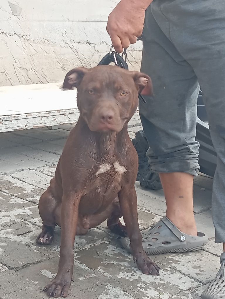 Продаем собаку добрый щенёк