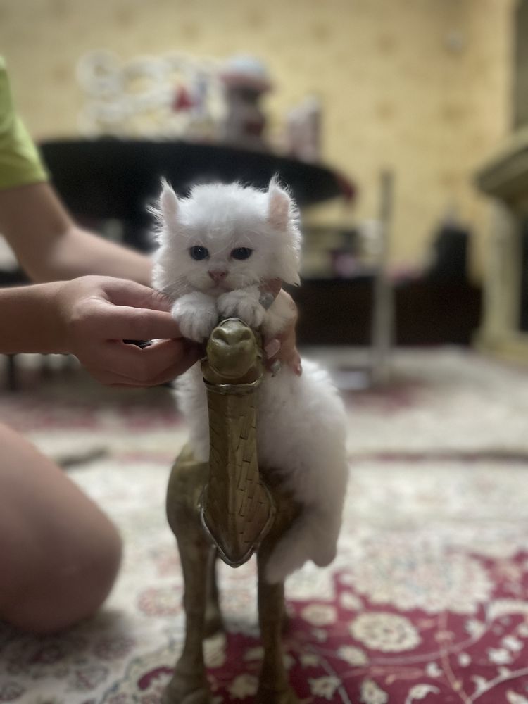 Белоснежные красотки Мэйн Кун