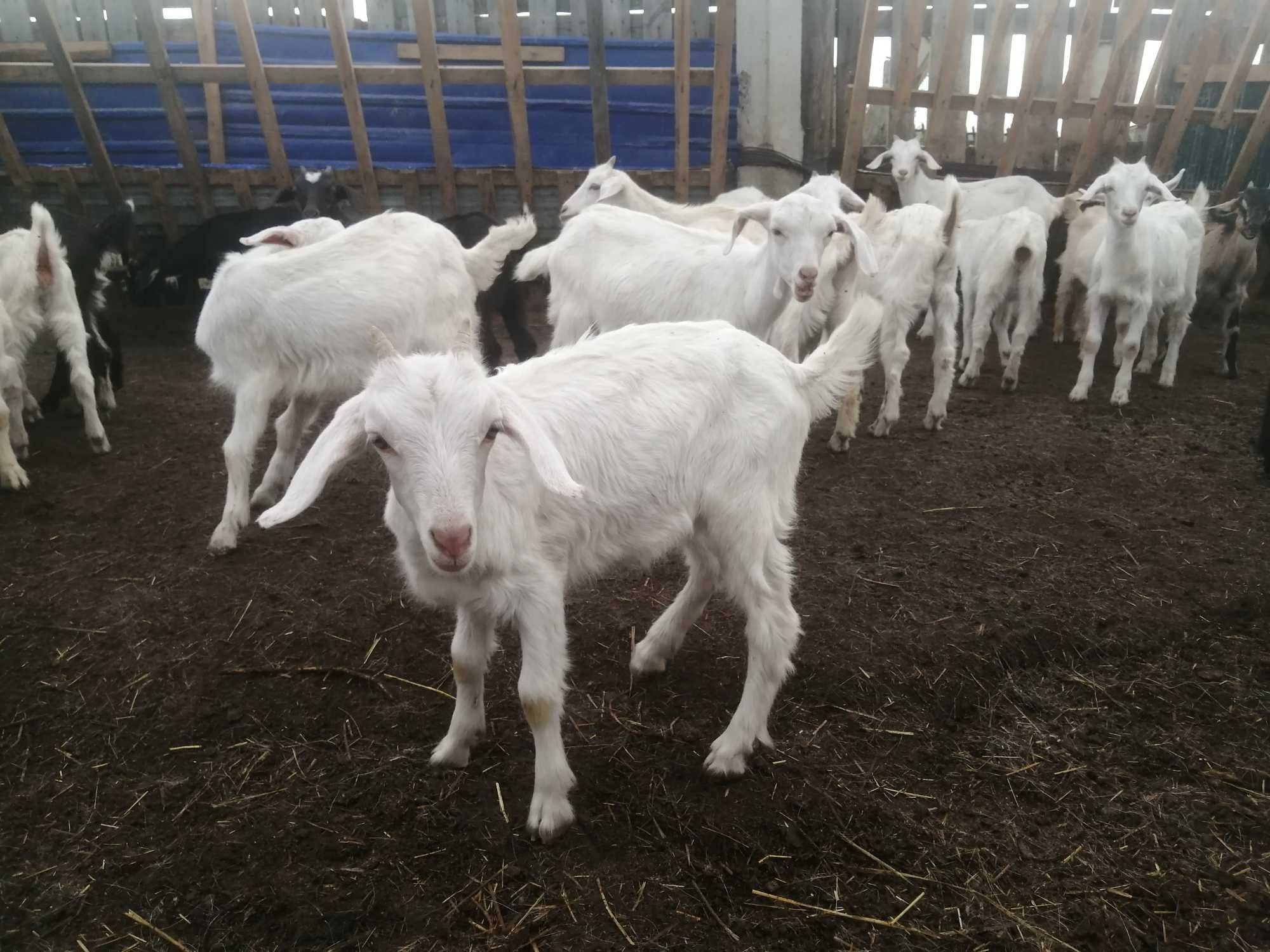 Продам козлят от молочных коз